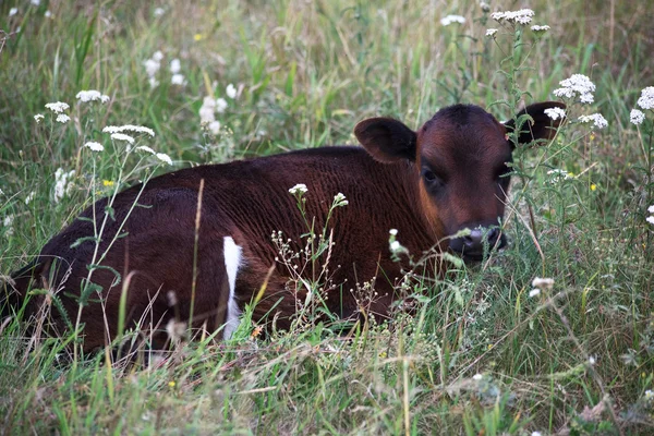 Calf in a meadow. — Stock Photo, Image