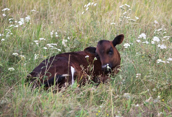 Calf in a meadow. — Stock Photo, Image