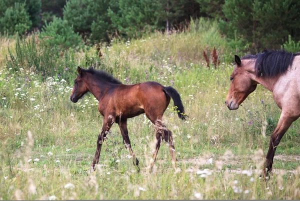 풀밭에서 foal. — 스톡 사진