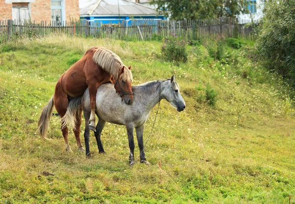 Acoplamiento de caballos . —  Fotos de Stock