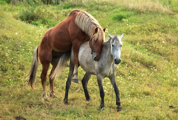 Koppeling paarden. — Stockfoto