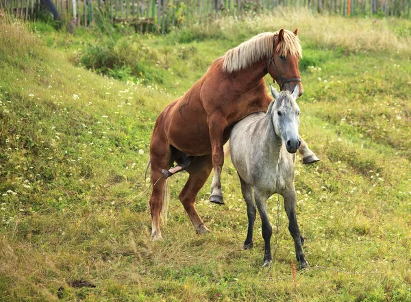 馬のカップリング. — ストック写真