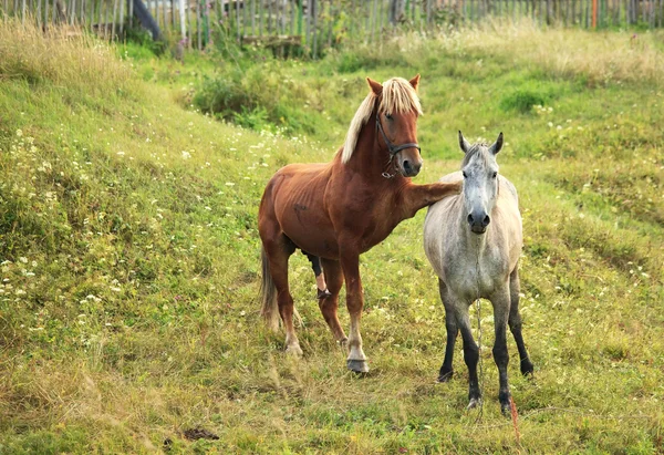 馬のカップリング. — ストック写真