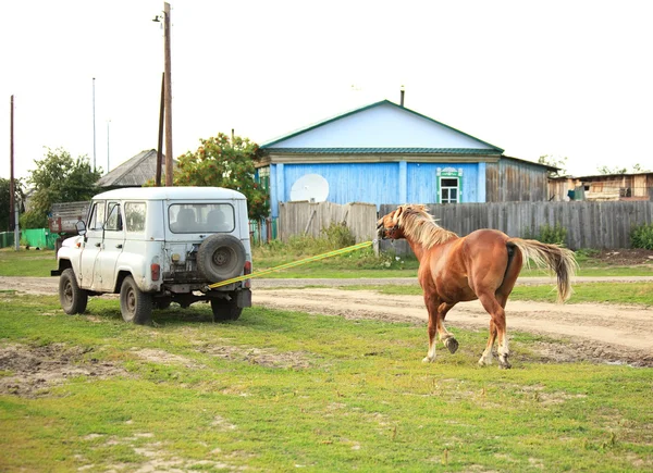 Stallion towed home. — Stock Photo, Image