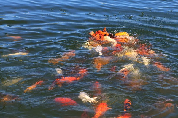 Риби (koi) боротьба за їжу. — стокове фото