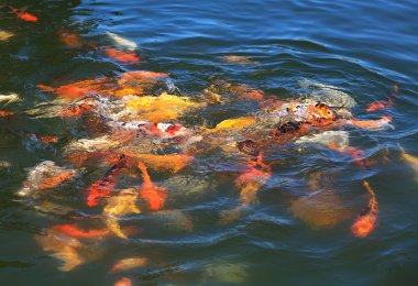 yemek için balık (koi) mücadele.