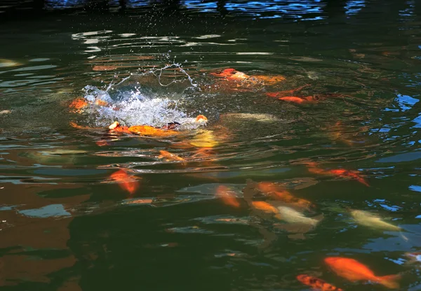 Fish (Koi) fight for food. — Stock Photo, Image