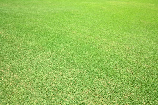 Gras auf dem Golfplatz. — Stockfoto