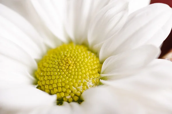 stock image Camomile