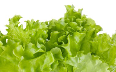 Freshness green lettuce salad clipart