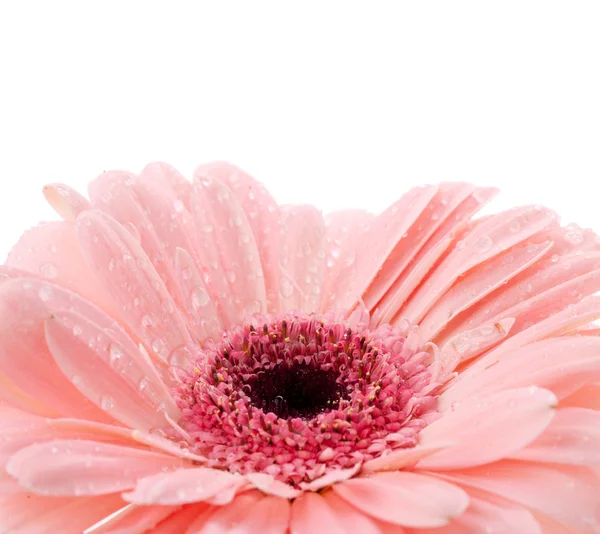 Gerbera rosa — Foto Stock