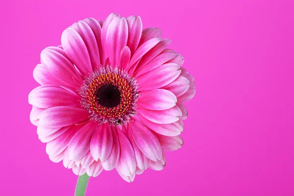 Fiore rosa su sfondo — Foto Stock