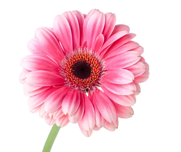 Pink gerbera flower on stem — Stock Photo, Image