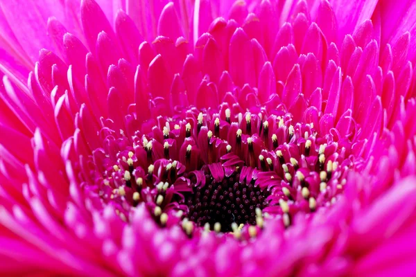 Pink flower closeup — Stock Photo, Image