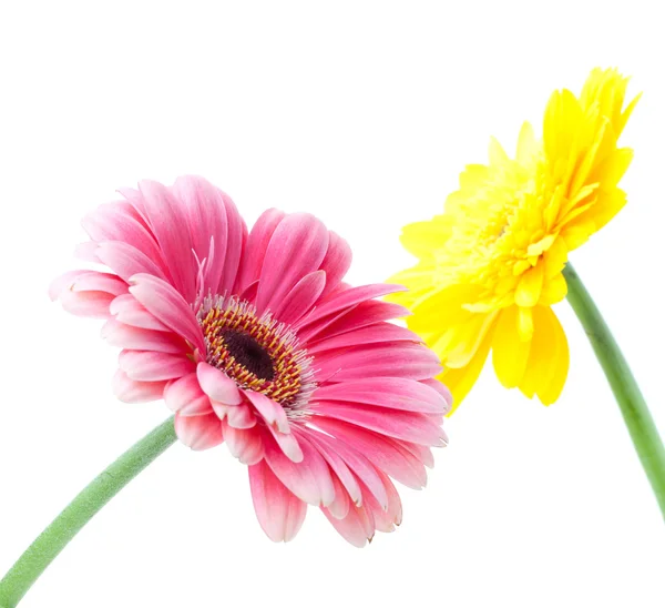 Дві квітки — стокове фото