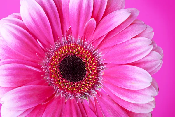 Rosa Blume auf Hintergrund — Stockfoto