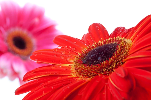Kırmızı ve pembe çiçekler — Stockfoto