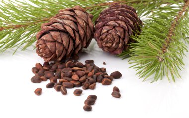 Siberian pine nuts and needles branch clipart