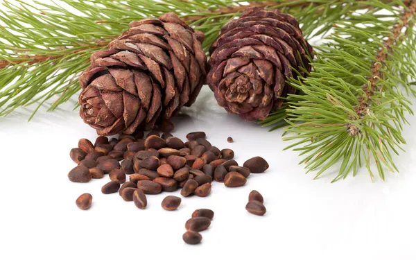 Siberische pine noten en naalden branch — Stockfoto