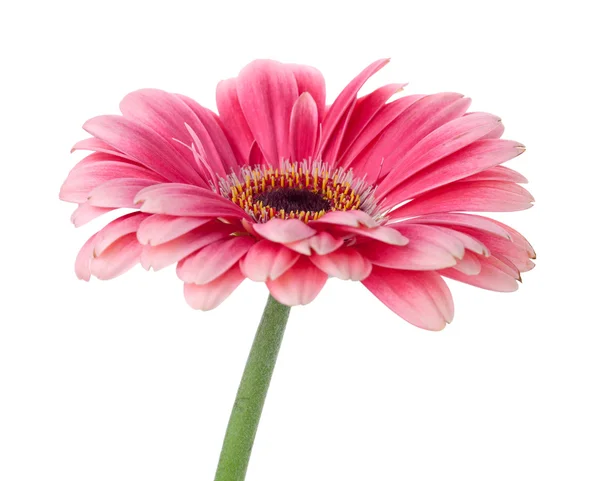Roze gerbera bloem op stam — Stockfoto