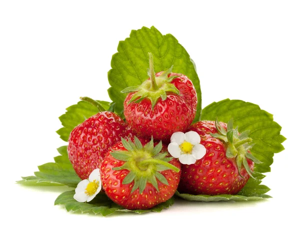 Erdbeerfrüchte mit Blüten und grünen Blättern — Stockfoto