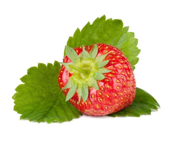 Strawberry fruits with green leaves — Stock Photo, Image