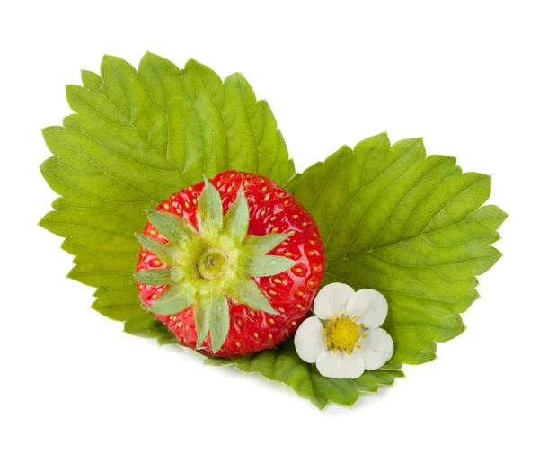 Strawberry fruit with flower and green leaves — Stock Photo, Image