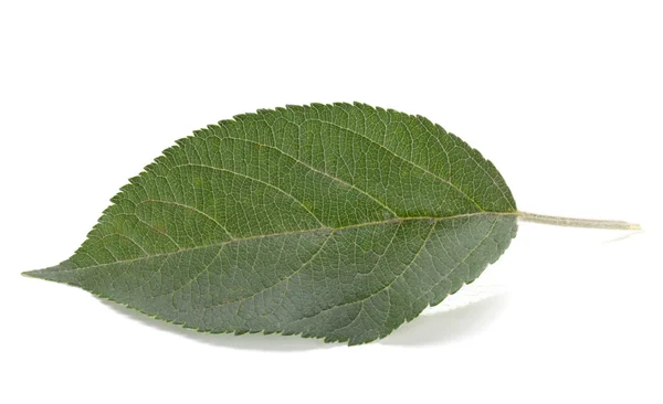 Зеленый яблочный лист — стоковое фото