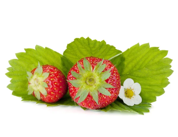 Dos frutas de fresa con hojas verdes y flores — Foto de Stock