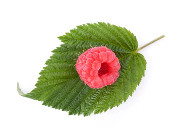 Fresh raspberry on green leaf — Stock Photo, Image