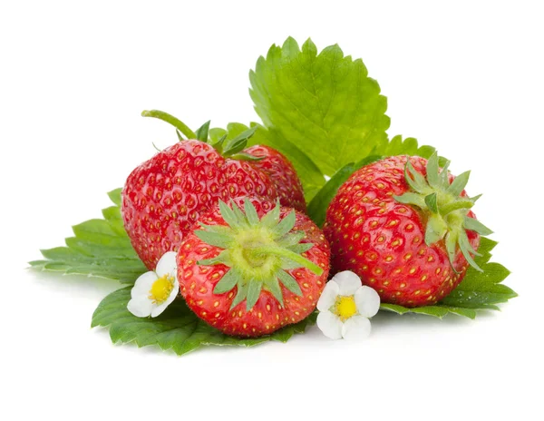 三个草莓果实用绿色的树叶和鲜花 — 图库照片