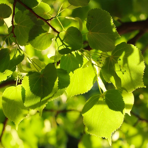 Зелене листя тлом — стокове фото