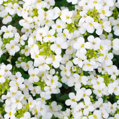 Pretty white flowers blooming in a garden clipart