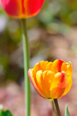 güzel orange tulip çiçek yakın çekim