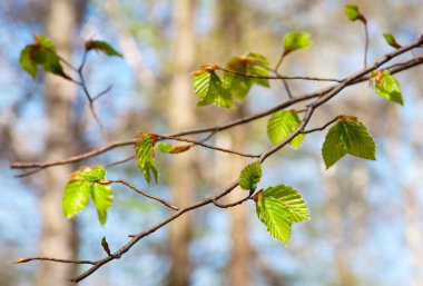 Tree branch with spring buds and young leaves clipart