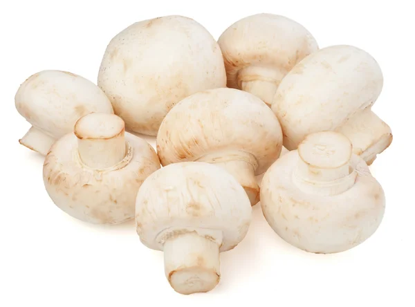 Cogumelos Champignon no fundo branco — Fotografia de Stock