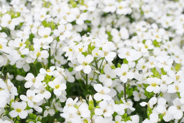 Όμορφα λευκά άνθη σε έναν κήπο — Φωτογραφία Αρχείου