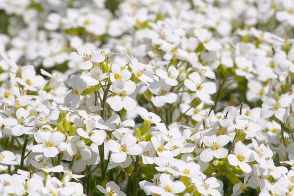 Mooie witte bloemen bloeien in een tuin — Stockfoto