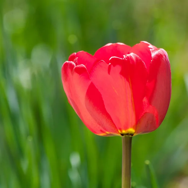 Hermoso primer tulipán rojo — Foto de Stock