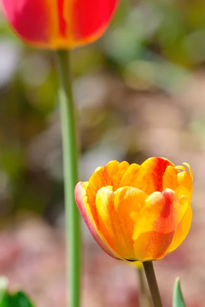 Beautiful orange tulip flower close-up — Stock Photo, Image