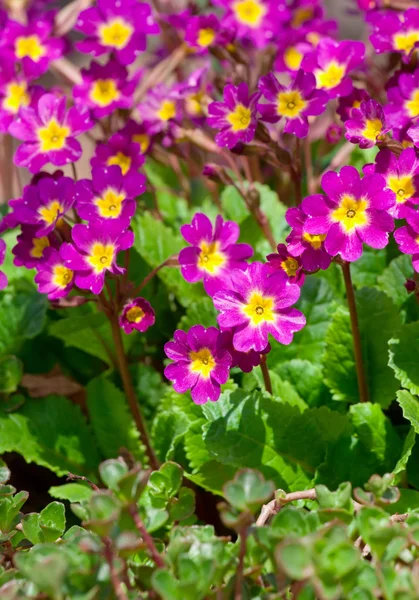 Small beautiful pink flowers — Stock Photo, Image