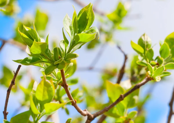 Ramo d'albero con germogli primaverili e giovani foglie verdi — Foto Stock