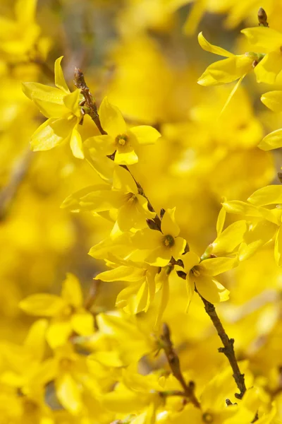 Flores amarillas del arbusto forsythia — Foto de Stock