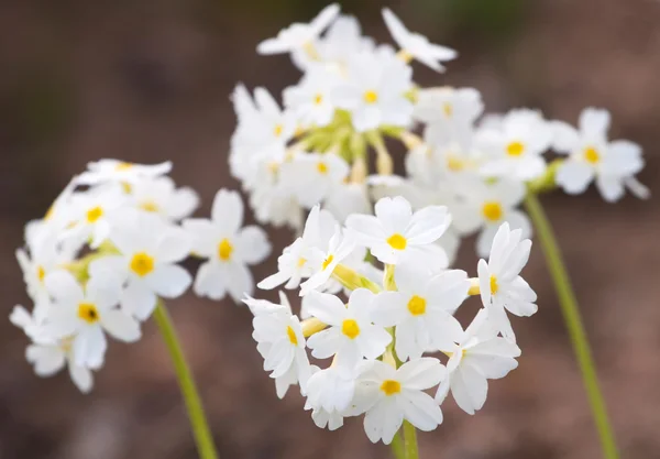 Ładne białe kwiaty kwitnące w ogrodzie — Zdjęcie stockowe