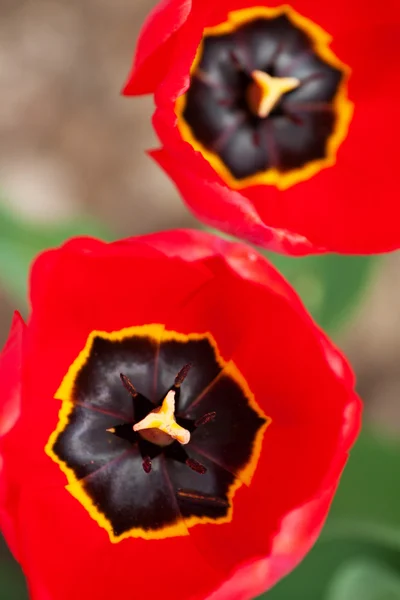 Beautiful red tulips closeup, top view — Stock Photo, Image