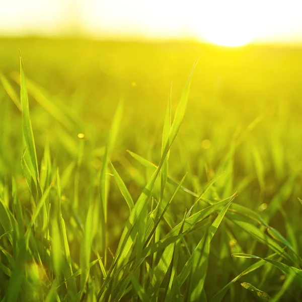 Яскрава яскраво-зелена трава крупним планом — стокове фото