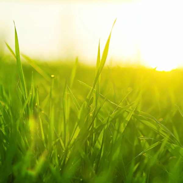 Leuchtend lebendiges grünes Gras aus nächster Nähe — Stockfoto