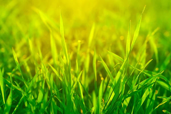 Ярко-зеленая трава крупным планом — стоковое фото
