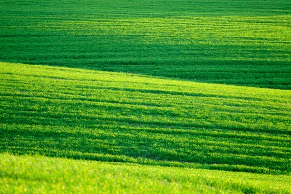 Zielony pagórkowaty wiosna łąka — Zdjęcie stockowe