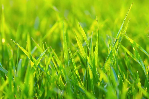 Hellgrünes Gras aus nächster Nähe — Stockfoto